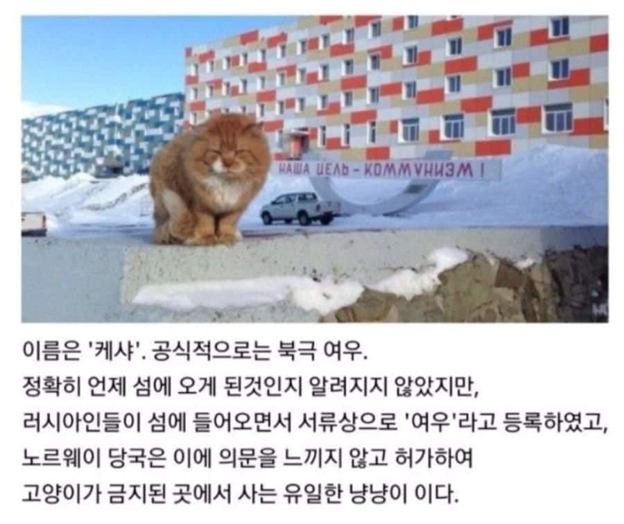 61250284_1181998218636617_8518746449666637824_n.jpg : 존냥이 쉑.. 61250284_1181998218636617_8518746449666637824_n.jpg : 존냥이 쉑..