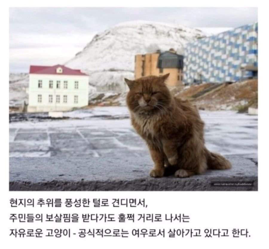 61022917_1181998238636615_1753000337905549312_n.jpg : 존냥이 쉑.. 61022917_1181998238636615_1753000337905549312_n.jpg : 존냥이 쉑..