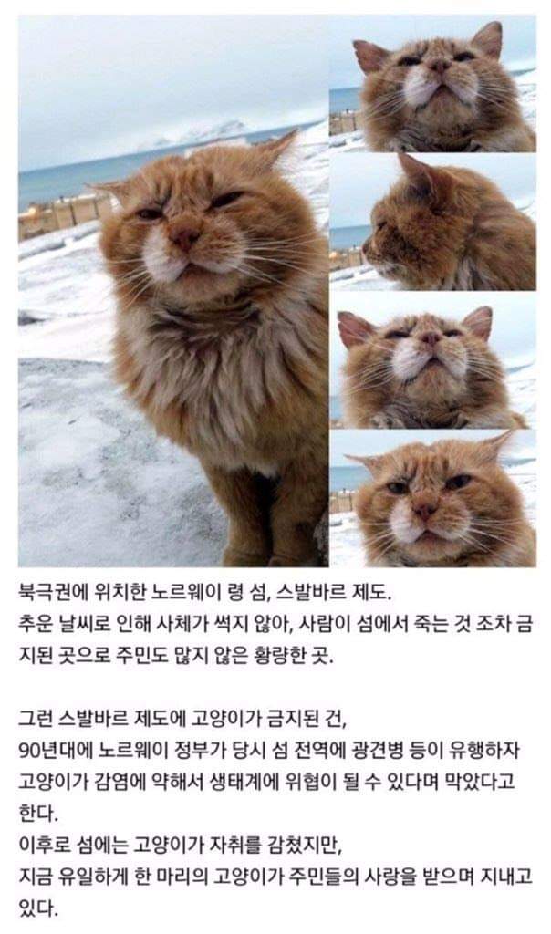 60865337_1181998181969954_7236820173485768704_o.jpg : 존냥이 쉑.. 60865337_1181998181969954_7236820173485768704_o.jpg : 존냥이 쉑..