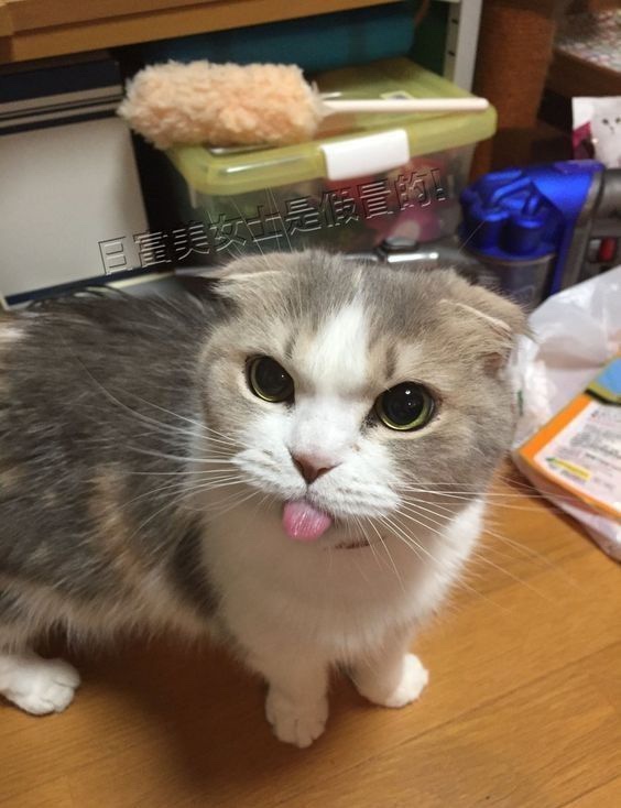 F5285E7A-1806-40E0-8A5E-87BF90DC6C71.jpeg : 네흥이 취직하는 건가 F5285E7A-1806-40E0-8A5E-87BF90DC6C71.jpeg : 네흥이 취직하는 건가