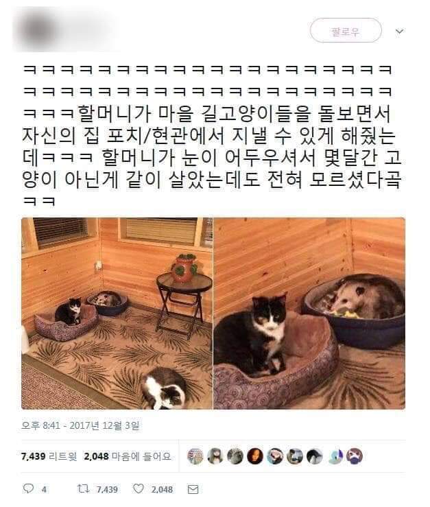 60891277_1180050212164751_666393347392274432_n.jpg : 존냥이...인지 애매.....