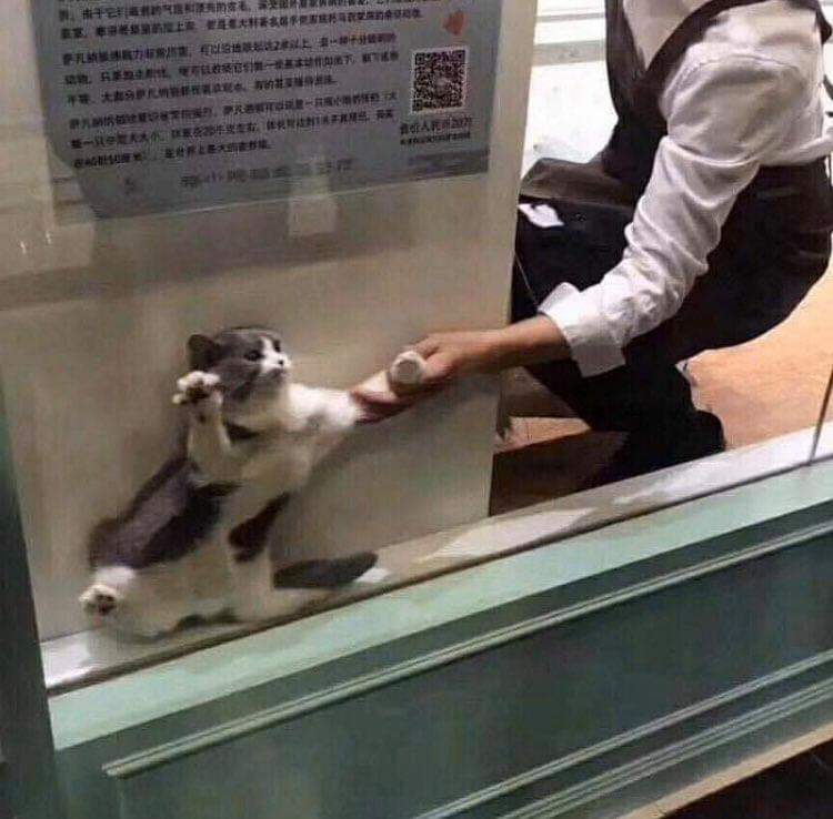 80548394_1472130826275774_4792589680157655040_n.jpg : 냥구출 80548394_1472130826275774_4792589680157655040_n.jpg : 냥구출