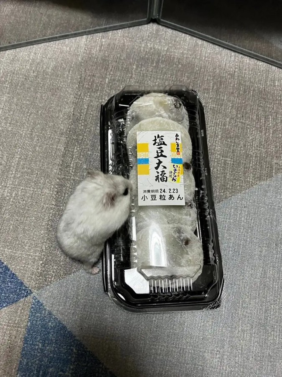 IMG_2689.jpeg : 1시간 30분 뒤 “점슴시간” IMG_2689.jpeg : 1시간 30분 뒤 “점슴시간”