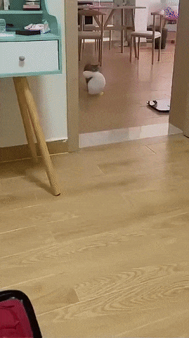 1654152756940.gif : 여행 짐 싸는 네흥이 1654152756940.gif : 여행 짐 싸는 네흥이