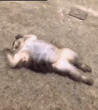 1579283398.gif : 케이투가 m16 ak짬뽕이라등데 1579283398.gif : 케이투가 m16 ak짬뽕이라등데