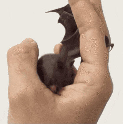 1605909861.gif : 은근 귀여운 1605909861.gif : 은근 귀여운
