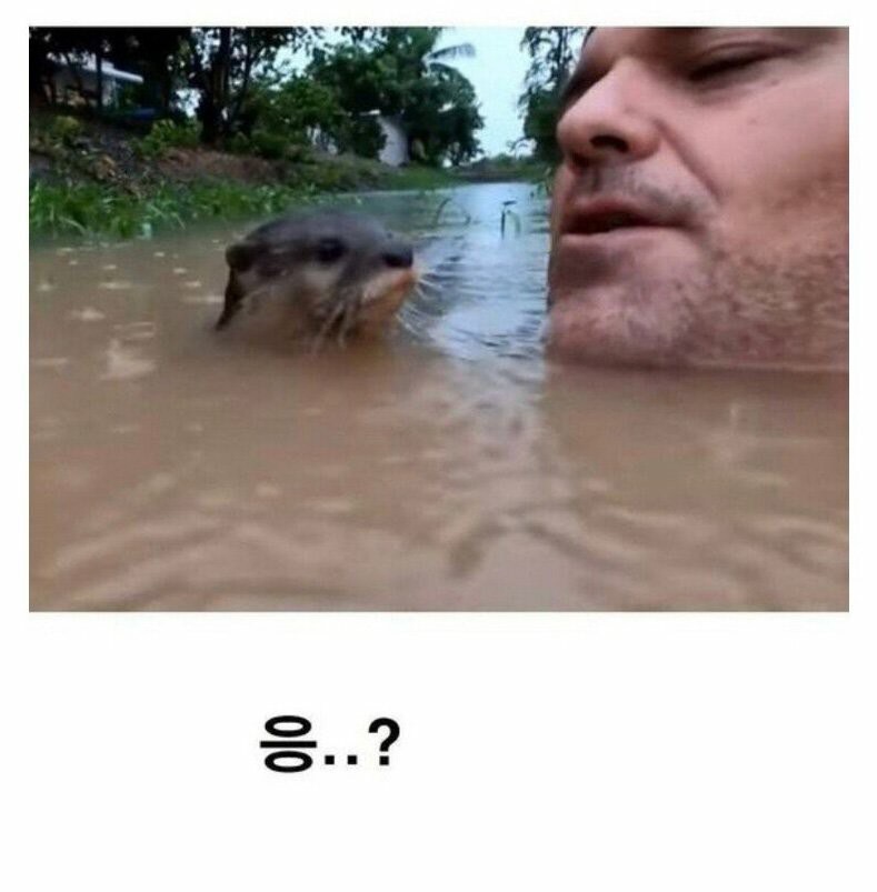 C3AE4D60-C1EA-4036-95A3-A4E8A1A81460.jpeg : 강물수영의 위험성 C3AE4D60-C1EA-4036-95A3-A4E8A1A81460.jpeg : 강물수영의 위험성