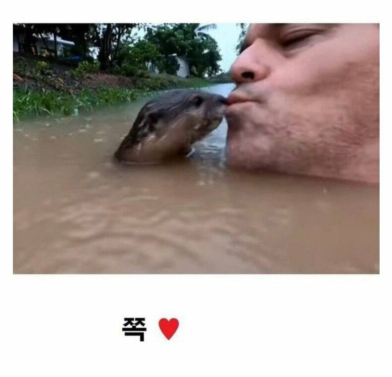 1846C0CF-BB3D-4900-B0F9-1F9B18867841.jpeg : 강물수영의 위험성 1846C0CF-BB3D-4900-B0F9-1F9B18867841.jpeg : 강물수영의 위험성