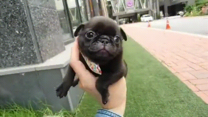 5a498745ff973395dcab146c355b47fc.gif : 댕댕이 커엽지 5a498745ff973395dcab146c355b47fc.gif : 댕댕이 커엽지