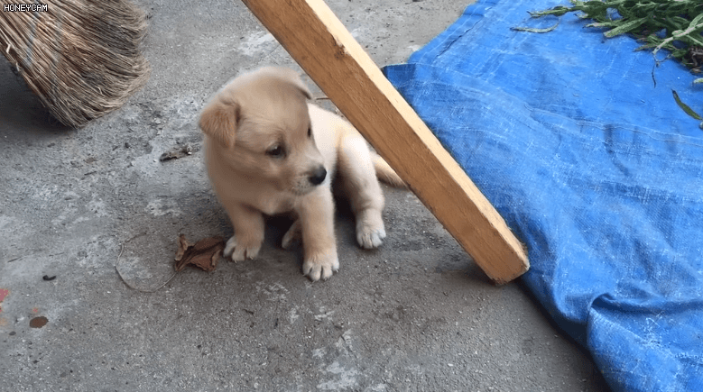 A2C9490D-4CEA-43A3-AA65-4A762FF54559.gif : 시골 네흥이 A2C9490D-4CEA-43A3-AA65-4A762FF54559.gif : 시골 네흥이