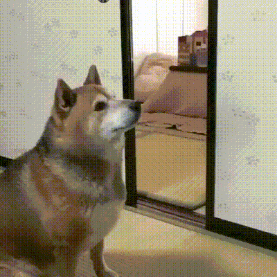 1677891109765.gif : 강아지 밥 안 주면 생기는 일 1677891109765.gif : 강아지 밥 안 주면 생기는 일