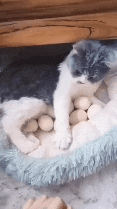 1683219214676.gif : 알품는 고양이 1683219214676.gif : 알품는 고양이