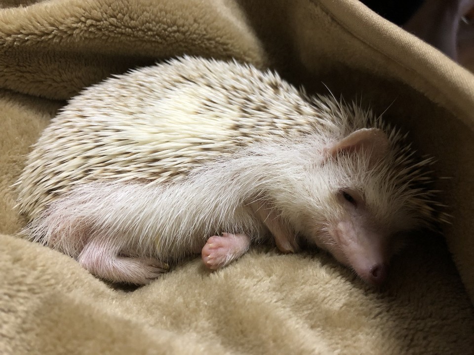 1538698816754.jpg : 네흥이 부자되면 무족건 집에 시리얼 빵 필수로 놓을거임 1538698816754.jpg : 네흥이 부자되면 무족건 집에 시리얼 빵 필수로 놓을거임