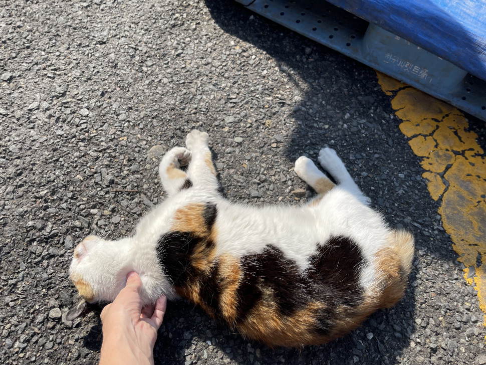788C4263-0B5B-45FB-85B4-3C3562FF5559.jpeg : 구엽딘