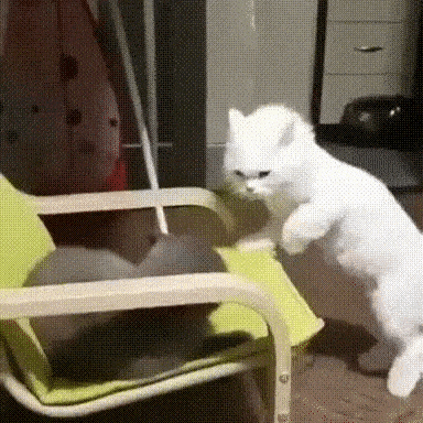 1629620571301.gif : 쥰냥이 특