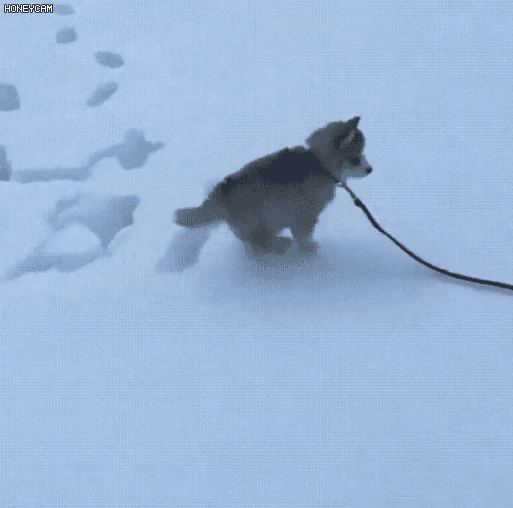 1587446365.gif : 댕댕이 넘 커여움 1587446365.gif : 댕댕이 넘 커여움