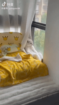 1663913842032.gif : 인생 2회차 냥이 1663913842032.gif : 인생 2회차 냥이