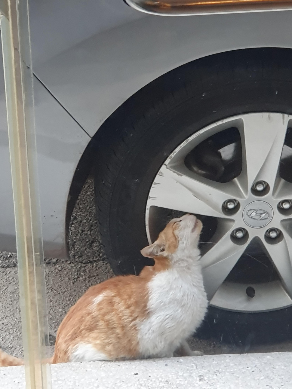 20240307_174601.jpg : 고양이 20240307_174601.jpg : 고양이