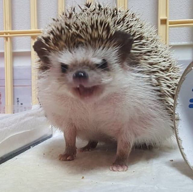 975434E1-4295-4A99-836B-C5C308BC5A50.jpeg : 화난 네흥이 975434E1-4295-4A99-836B-C5C308BC5A50.jpeg : 화난 네흥이