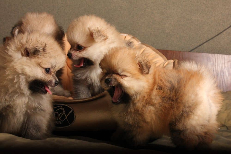 Pomeranian-funfacts.jpeg : 죽어죽어죽어죽어죽어죽어죽어죽어죽어죽어죽어죽어죽어죽어죽어죽어죽어죽어 Pomeranian-funfacts.jpeg : 죽어죽어죽어죽어죽어죽어죽어죽어죽어죽어죽어죽어죽어죽어죽어죽어죽어죽어
