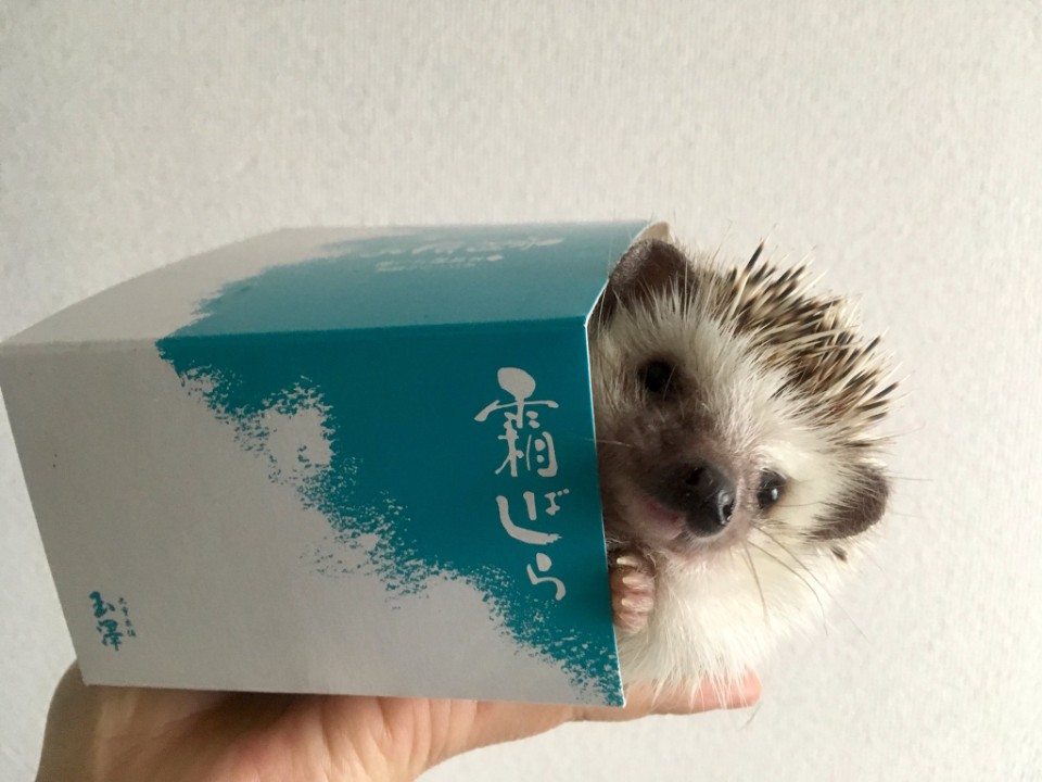 1536195488646.jpg : 네흐이양? 1536195488646.jpg : 네흐이양?