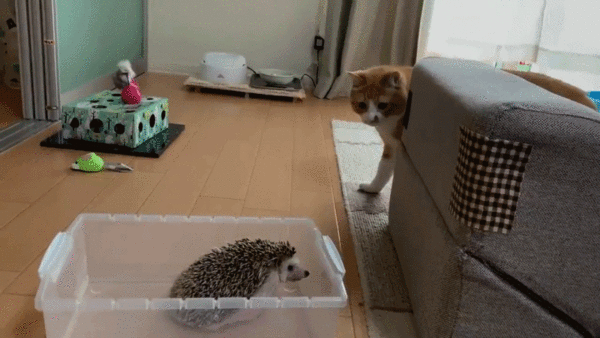 i15081150309.gif : 선인장에 찔린 고양이 i15081150309.gif : 선인장에 찔린 고양이