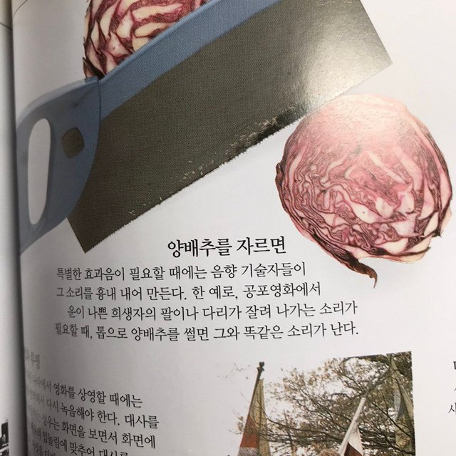 27C5B370-610A-43D3-883A-7E213605AB04.jpeg : 양배추에 대한 놀라운 사실! 27C5B370-610A-43D3-883A-7E213605AB04.jpeg : 양배추에 대한 놀라운 사실!