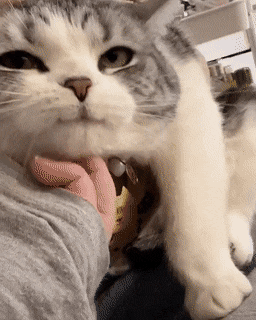 1672898777267.gif : 네흥 1672898777267.gif : 네흥