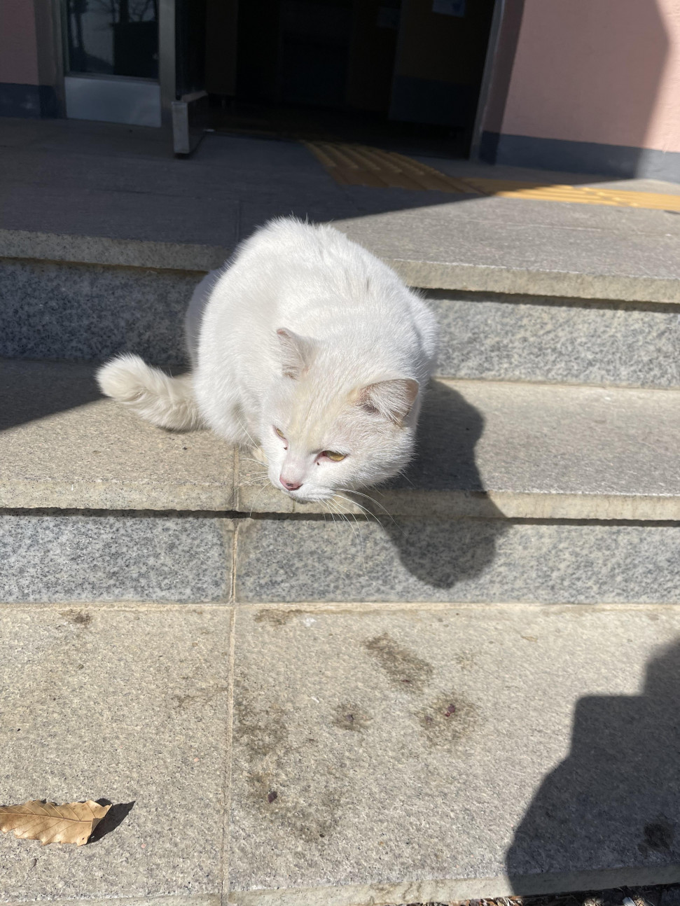 8D14FD73-6BB8-4AA2-815E-BB77A522662B.jpeg : 네흥 냥냥이 8D14FD73-6BB8-4AA2-815E-BB77A522662B.jpeg : 네흥 냥냥이