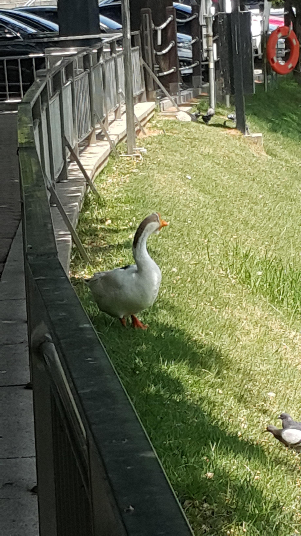20190529_135557.jpg : 오리가 뭐 이렇게 크냐 20190529_135557.jpg : 오리가 뭐 이렇게 크냐