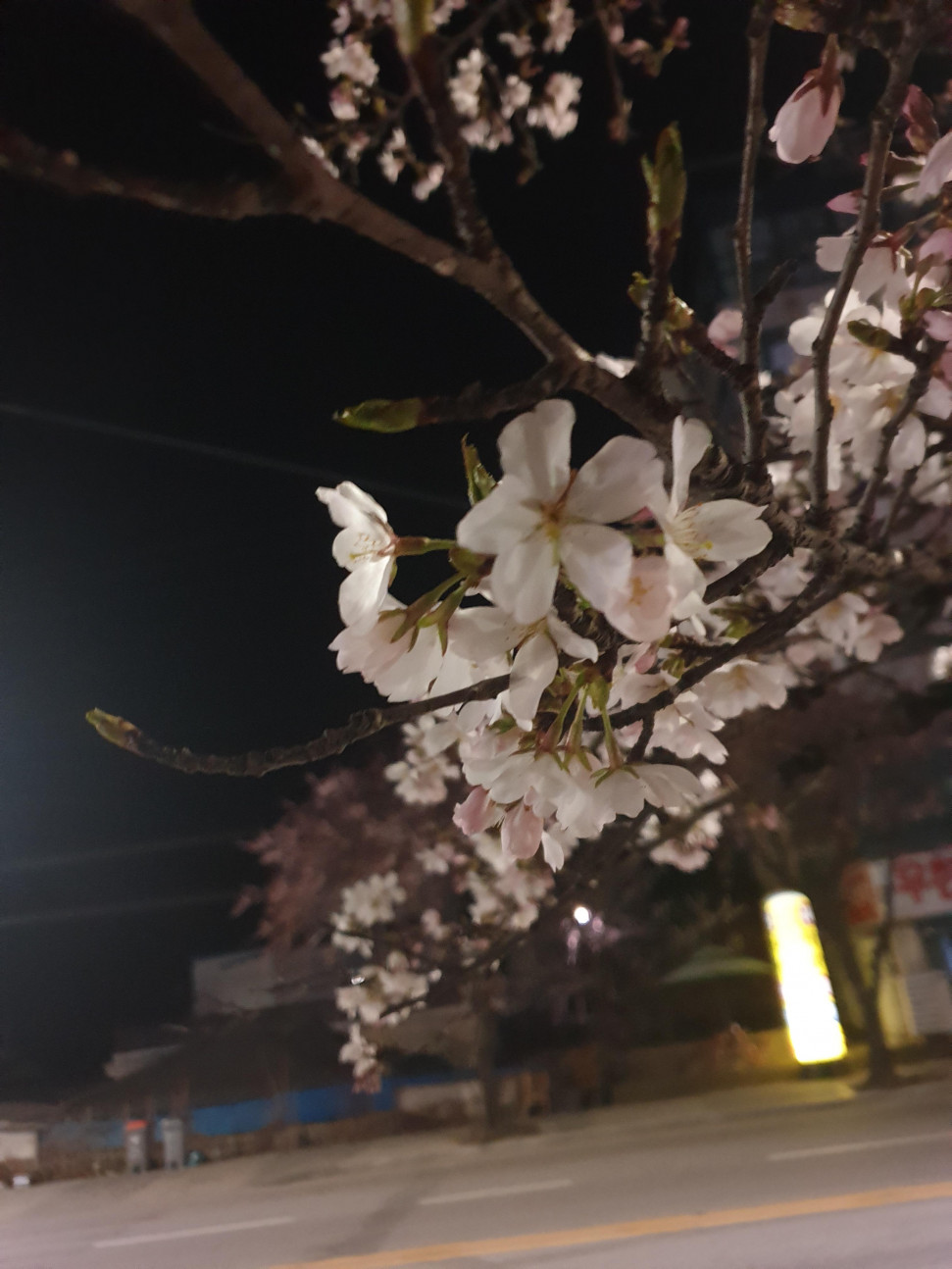 20210325_045717.jpg : 요자쿠라 20210325_045717.jpg : 요자쿠라