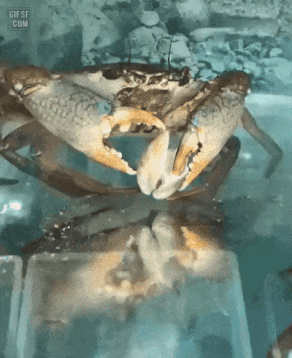 8a3d8e61cd6256cc7ce703df127d781c.gif : 애니.. 웹툰.. 달달이.. 8a3d8e61cd6256cc7ce703df127d781c.gif : 애니.. 웹툰.. 달달이..