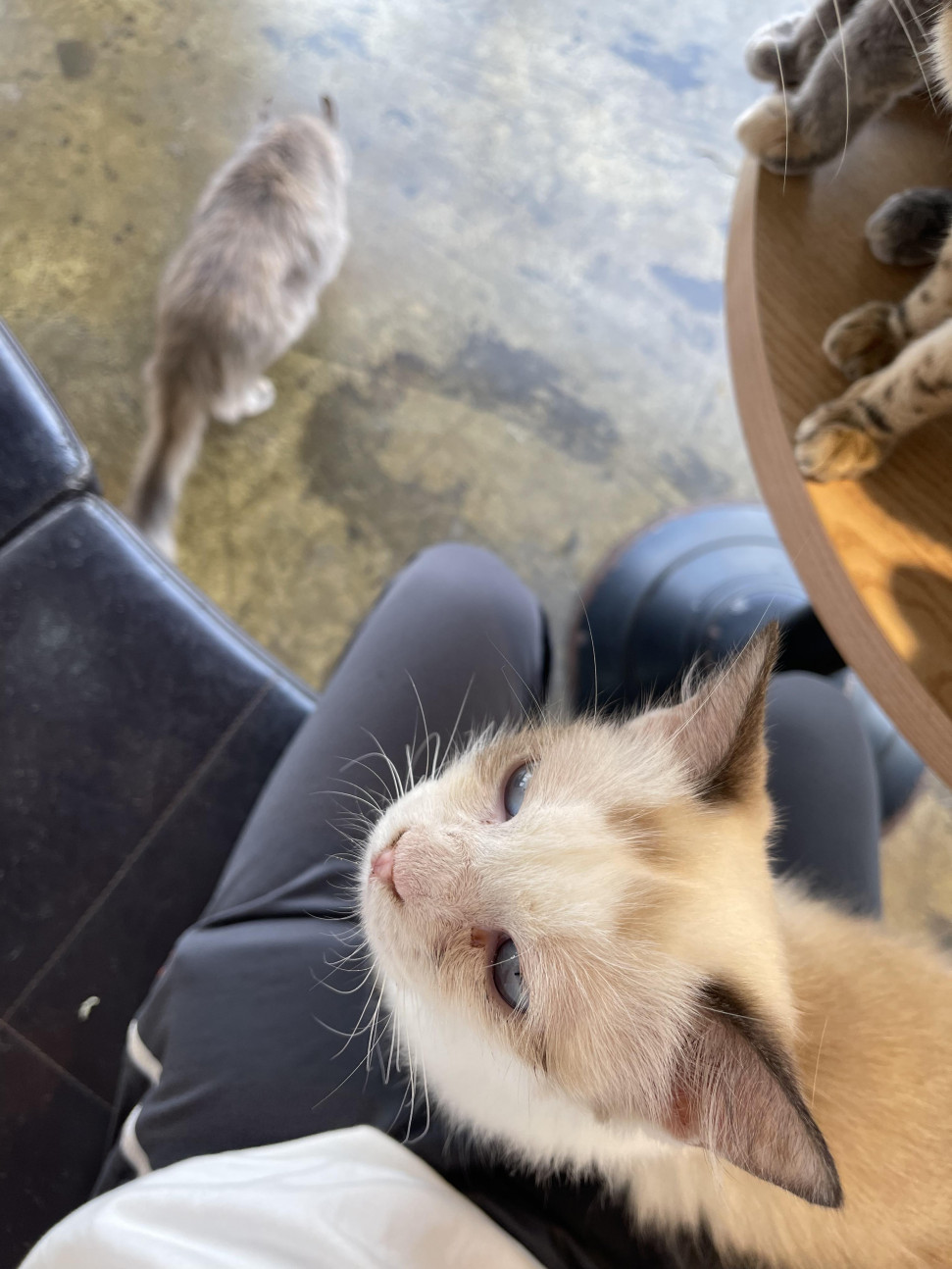 4022287B-442F-4821-847E-E190FEA4A982.jpeg : 네흥이 옆으로 꼬맹이 하나옴 4022287B-442F-4821-847E-E190FEA4A982.jpeg : 네흥이 옆으로 꼬맹이 하나옴