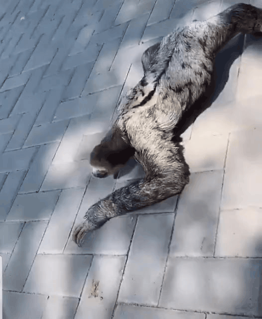 1629031620192.gif : 내무늘보는 애완돌물로 키우는사람없나