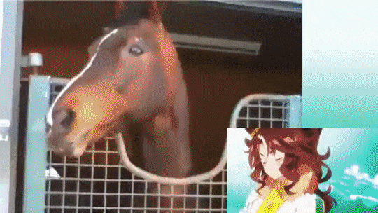 1635724743604.gif : 우마무스메 실사화 1635724743604.gif : 우마무스메 실사화