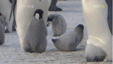 1A351C1F-DF7F-484E-9BDE-03D2975DEA7C.gif : 화난 팽귄 1A351C1F-DF7F-484E-9BDE-03D2975DEA7C.gif : 화난 팽귄