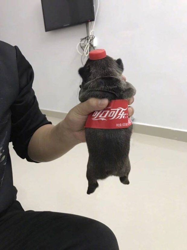1602668829861.jpg : 햄쥐 키워본 넹이일냐 1602668829861.jpg : 햄쥐 키워본 넹이일냐