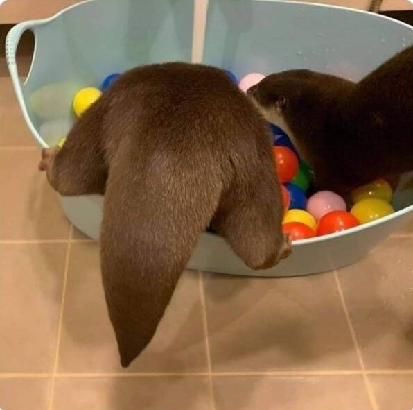 1622623046464.jpg : 네흥이 엉덩이 1622623046464.jpg : 네흥이 엉덩이