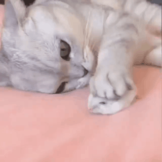 1576223421.gif : 햄쥐 키우는 네흥이 1576223421.gif : 햄쥐 키우는 네흥이
