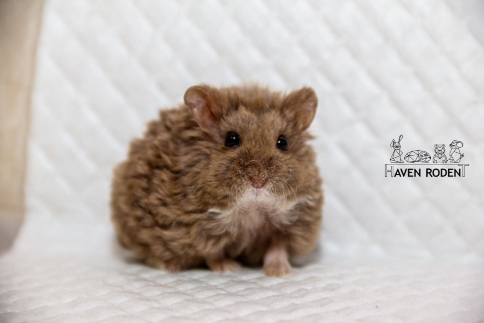 1661725139597.png : 파마한 네흥이 1661725139597.png : 파마한 네흥이