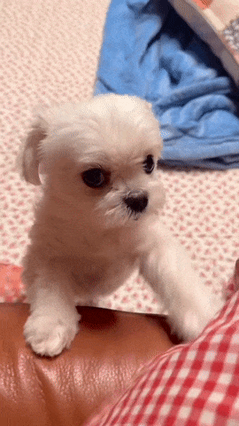 1671901723795.gif : 놀아줘