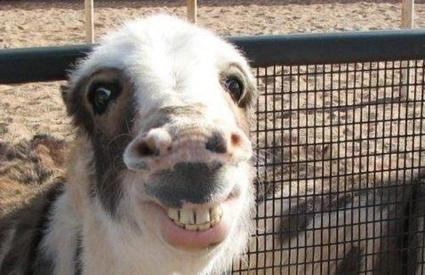 FI-DS88-Funny-goat.jpg : 김피탕ㄱ? FI-DS88-Funny-goat.jpg : 김피탕ㄱ?