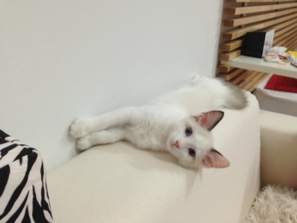 IMG_1517.jpeg : 일본여행 가려면 머 필요해?