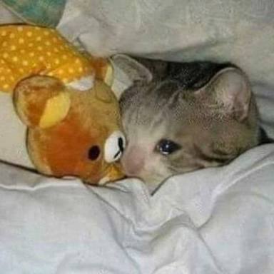 images (3).jpeg : 네흥이 잘 때 특 images (3).jpeg : 네흥이 잘 때 특
