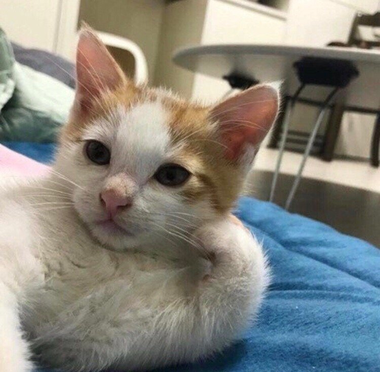 1606728605.jpg : 네흥이들 머하나 지켜보는중 1606728605.jpg : 네흥이들 머하나 지켜보는중