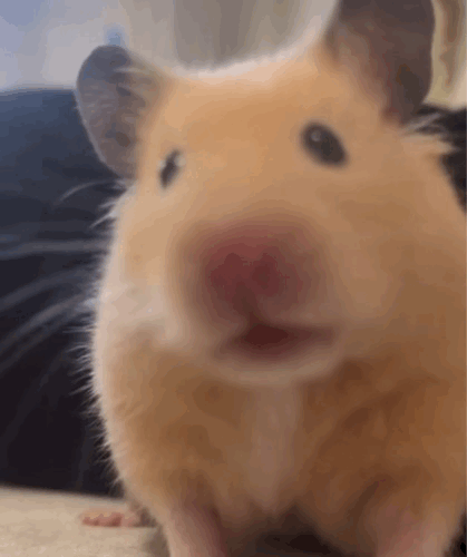 1711022570.gif : 네흥이 밤낮 바뀐 거 어케 바꿔? 1711022570.gif : 네흥이 밤낮 바뀐 거 어케 바꿔?