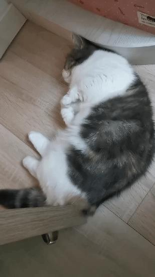 1580734819 (1).gif : 냥 1580734819 (1).gif : 냥
