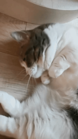 1580734819.gif : 냥 1580734819.gif : 냥