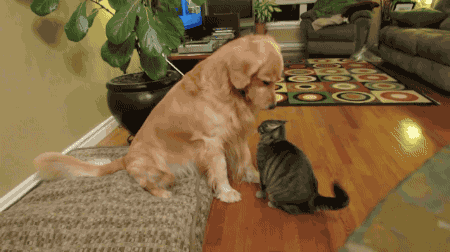 1622777407-1.gif : 배고프다 1622777407-1.gif : 배고프다