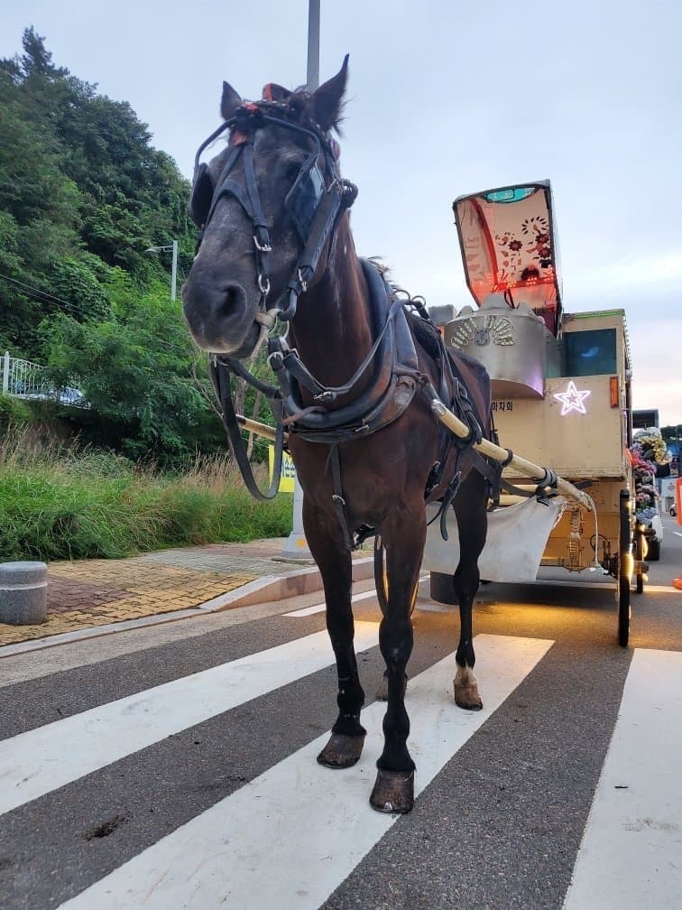 1661393739.jpg : 말딸갤 트럭시위 살발하네